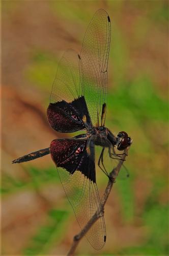 Rhyothemis semihyalina